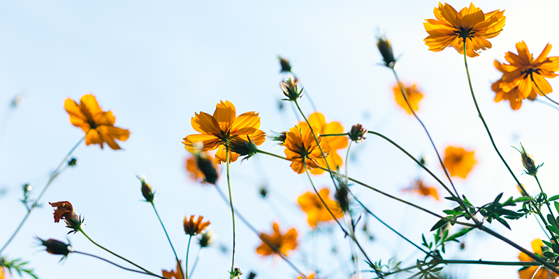 Manifest the Arrival of Spring with these Scents