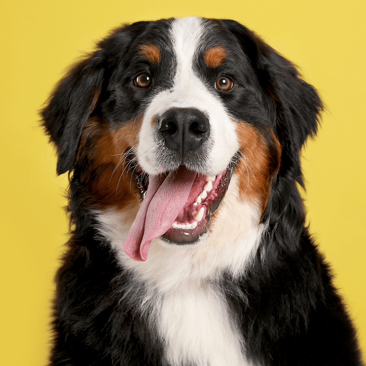 Pet Supplies